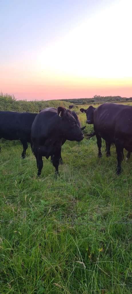 Angus cattle at Cluain Fior farm
