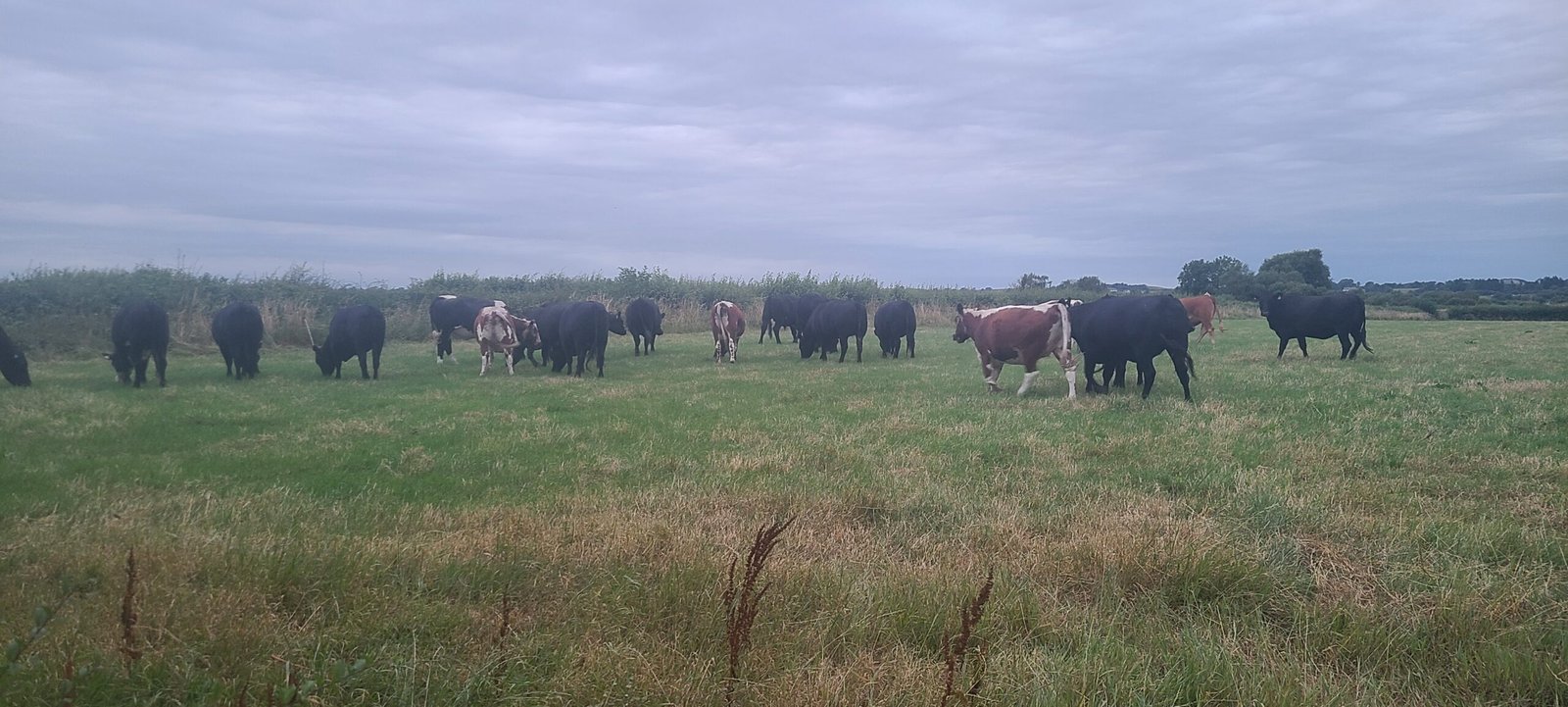 Angus and Moile cattle at sunset on Cluain Fior farm