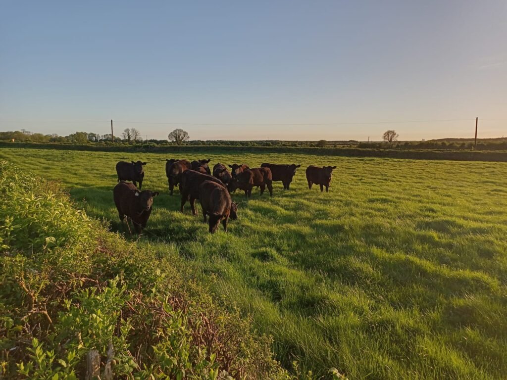 New angus cattle arriving May 2025